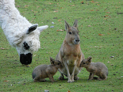 three kangaroo on green field thumbnail