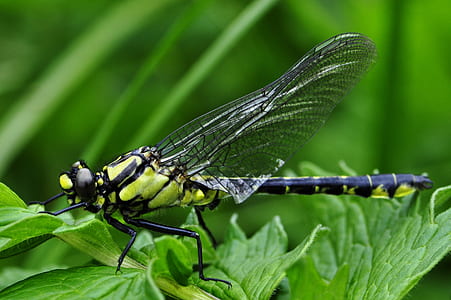 green dragon ly on green plant thumbnail