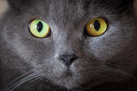 close-up photo short-fur gray cat thumbnail