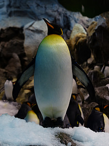 King Penguin, Penguin thumbnail