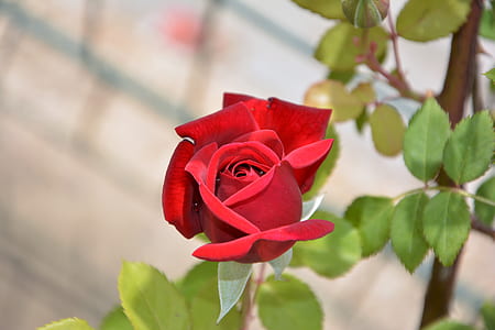 red rose thumbnail