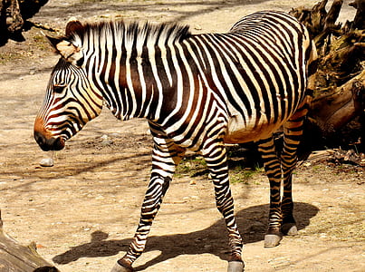 zebra thumbnail