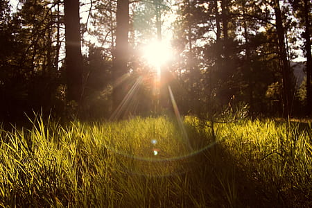 forest with crepuscular lights thumbnail