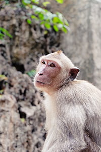 monkey looking up thumbnail