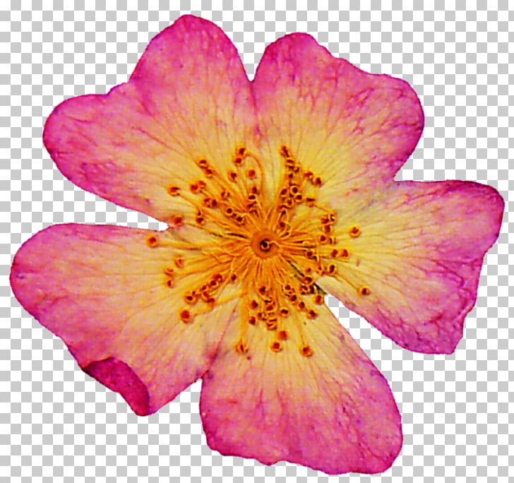 Dried Flower Png Cliparts For Free Download Uihere