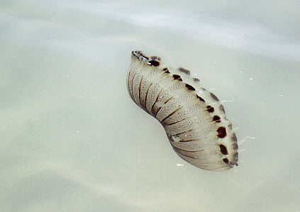 selective focus photo of gray and white jellyfish thumbnail