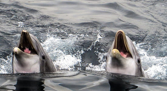 two dolphins on body of water thumbnail