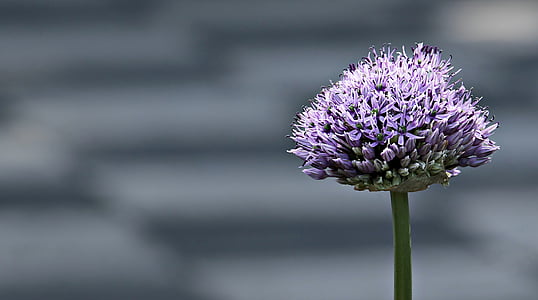 purple allium flower closeup photo thumbnail