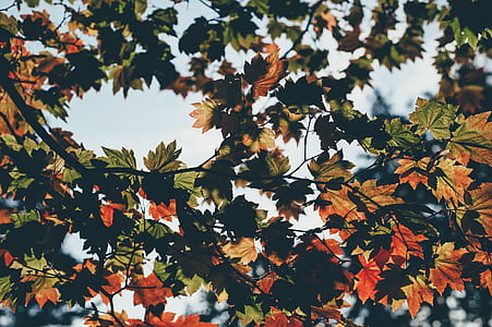 photo of maple tree thumbnail
