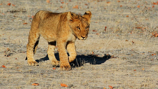 lion cub thumbnail