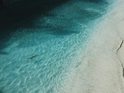 photo of shark near seashore thumbnail