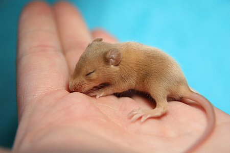 close-up photo of sleeping brown mice on human palm thumbnail