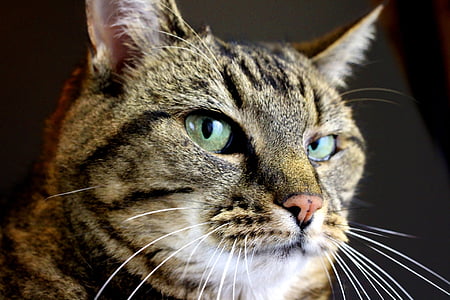 brown tabby cat's face thumbnail