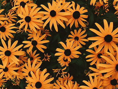 sunflower photography thumbnail