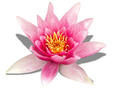 pink water lily flower in closeup photo thumbnail