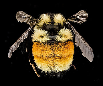 brown and beige bee thumbnail