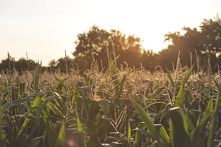 photo of corn field thumbnail