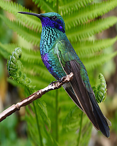 focus photography of green hummingbird thumbnail