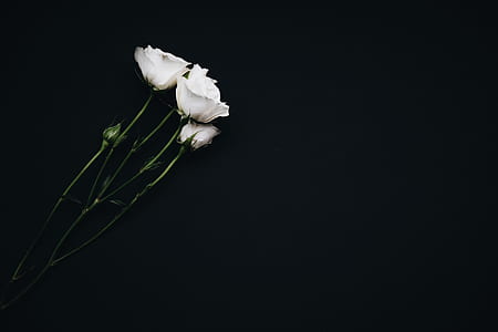 photo of white petaled flower thumbnail