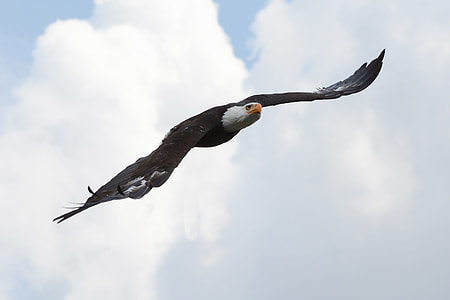bald eagle photo thumbnail
