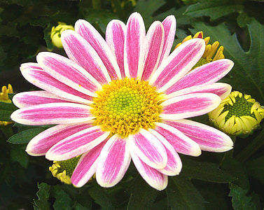 pink and white gazania blooms in daytime thumbnail