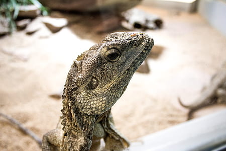 Grey Iguana thumbnail
