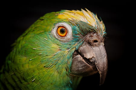 selective focus photography of green bird thumbnail