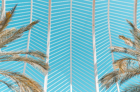 palm tree leaves during daytime thumbnail