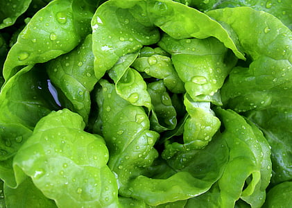 green leaves thumbnail