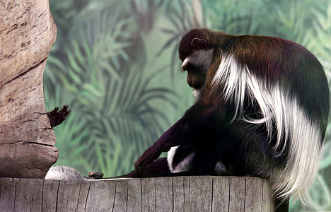 Eastern Colobus, Gveretsa thumbnail