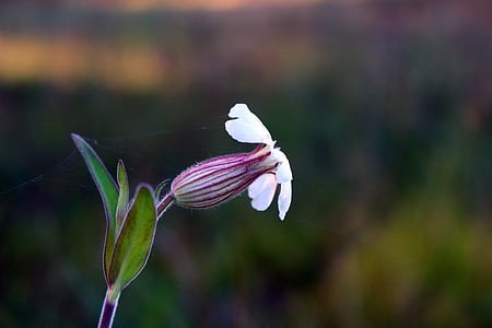 close-up photography of white and purple petaled flower thumbnail