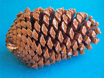 The Beach Pine Cones, Pinus Pinaster thumbnail