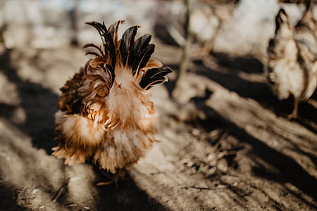 Farm chicken eating seeds thumbnail