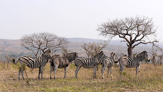 five white-and-black zebras standing on green grass thumbnail