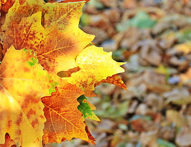orange maple leaf during daytime thumbnail