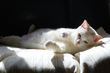 white cat lying on cushion thumbnail