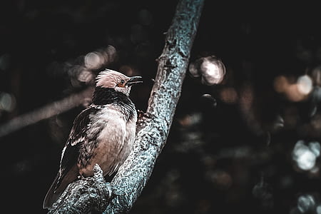 selective focus photo of brown and gray passerine bird perching on branch of tree thumbnail