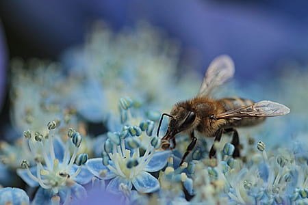 shallow focus photography of honey bee perched on white flowers thumbnail
