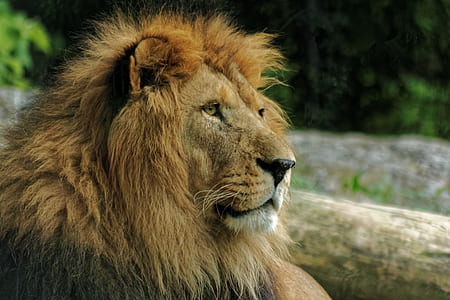 macro photography of lion during daytime thumbnail