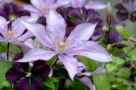 purple petaled flower selective focus photography thumbnail