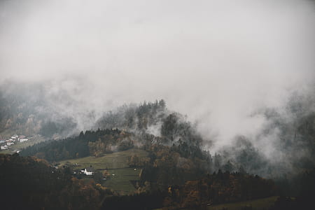 landscape photography of trees cover with fog thumbnail