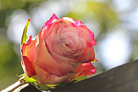 pink rose flower in closeup photo thumbnail