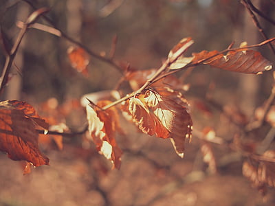 selective focus photo of brown leaves thumbnail