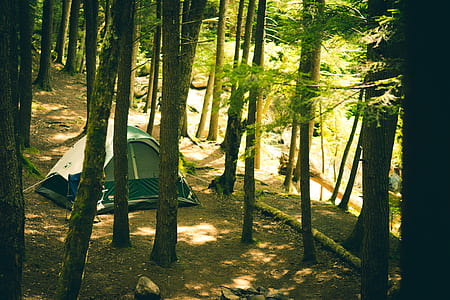 forest, trees, adventure, camping thumbnail