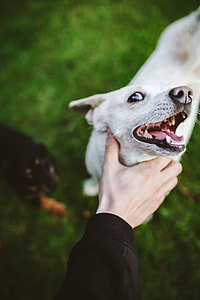 Dog playing with stick thumbnail