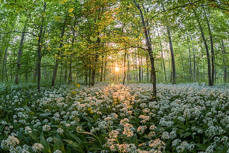 white petaled flowers near green trees under golden hour thumbnail