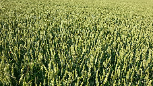 hay field during daytime thumbnail