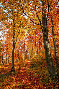 desired pathway covered by trees thumbnail