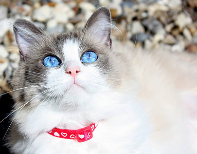 short-fur white cat thumbnail