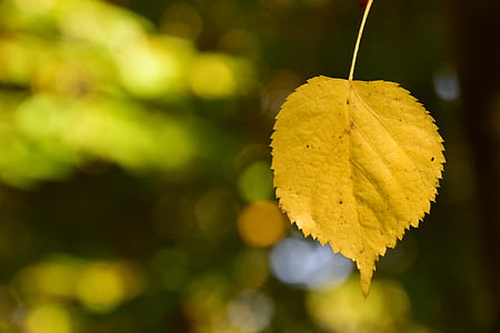 shallow focus photography of yellow leaf thumbnail